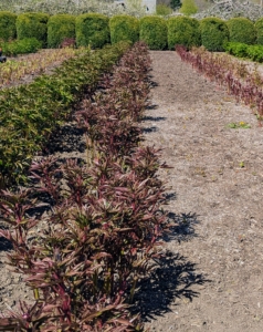 Have you staked your peonies yet? Herbaceous peonies are very hardy perennials and thrive in USDA zones 3 to 8. In early spring, most of the herbaceous peonies begin emerging from the ground, but they grow very quickly and need to be supported to protect the large heavy flowers.