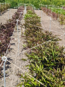 Before the flowers appear, my gardeners and outdoor grounds crew put up stakes, so the peonies are well-supported as they grow. We use natural twine and metal uprights I designed myself for this purpose.