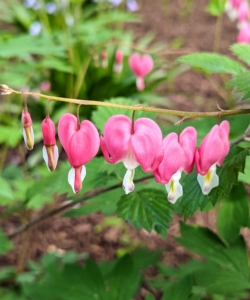 It’s hard to miss these beautiful flowers. Dicentra is an elegant, easy-to-care-for perennial for shady gardens. More commonly known as bleeding heart, it is named for its heart-shaped blossoms that dangle from slender, arching stems. Dicentra is a great companion for other shade loving perennials such as hostas. Here it is in pink.