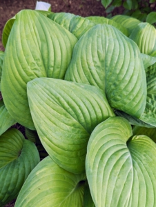 ‘Elegans’ has huge, rounded, blue-gray leaves with white flowers that bloom mid-summer.