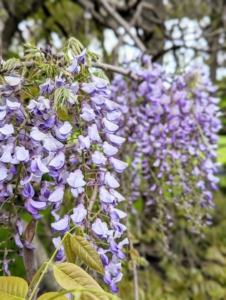 Wisteria is valued for its beautiful clusters of flowers that come in purple, pink and white. Looking closely one can see flowers drape down from the soft green heads of foliage.