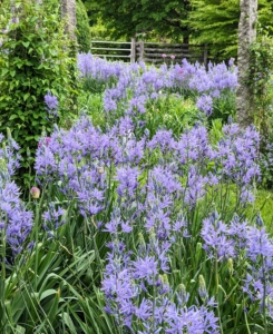 The most prominent plant right now is the Camassia – it’s blooming profusely and so beautifully.