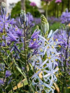 Both the lighter and darker shades look so good growing together in this garden.