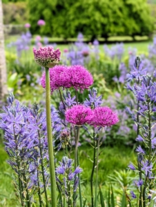Alliums are often overlooked as one of the best bulbs for constant color throughout the season. They come in oval, spherical, or globular flower shapes, blooming in magnificent colors atop tall stems.