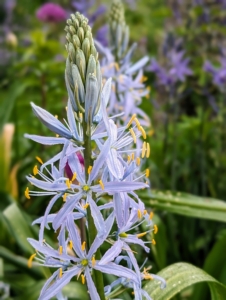 Camassia also comes in this lighter shade of blue.