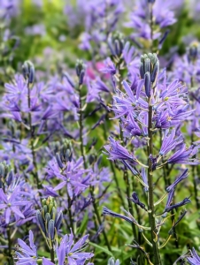 Camassia is a genus of plants in the asparagus family native to Canada and the United States. It is best grown in moist, fertile soil and full sun.
