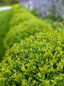 Bordering the garden on both sides are these boxwood shrubs. There are more than 300 boxwood shrubs planted here. These boxwood shrubs were grown from small saplings.