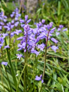 Spanish Bluebells, Hyacinthoides, are unfussy members of the lily family, and native to Spain and Portugal. They are pretty, inexpensive, and good for cutting – they add such a nice touch of blue.