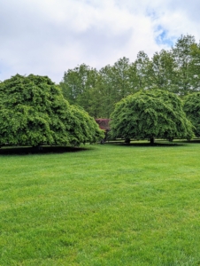 Behind the pergola and across the “soccer field,” where my grandson, Truman, loves to play whenever he visits, are six matched standard weeping hornbeams, Carpinus betulus ‘Pendula’. Weeping hornbeams can grow to be about 50-feet tall at maturity, with a spread of 40-feet. These are very rare and precious trees.