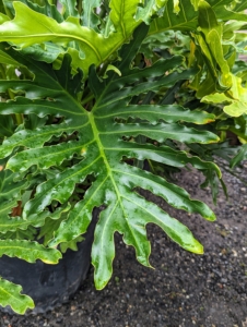 The foliage of philodendrons is usually green but may be coppery, red, or purplish with parallel leaf veins that are green or sometimes red or white. Shape, size, and texture of the leaves vary considerably, depending on species and maturity of the plant. I have many philodendrons that are growing so well here at Bedford.