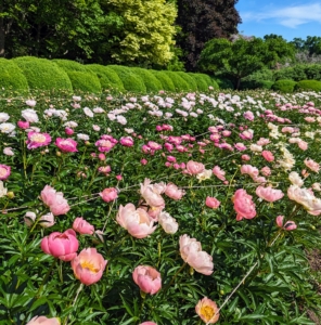 Herbaceous peonies grow two to four feet tall with sturdy stems and blooms that can reach up to 10-inches wide. We spaced the plants about three to four feet apart to avoid any competing roots.