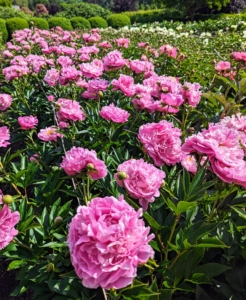 The peony is any plant in the genus Paeonia, the only genus in the family Paeoniaceae. They are native to Asia, Europe, and Western North America.