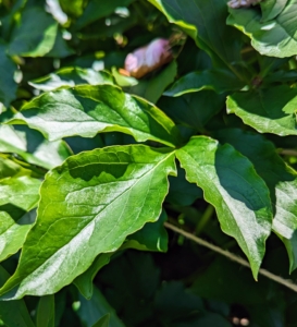 The leaves of the herbaceous peony are pointed with a shiny, deep green color.