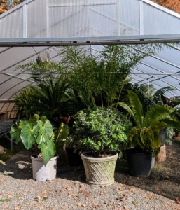 This is the inside of one of several plastic hoop houses where most of my tropical plants are stored during the cold weather. They actually spend about seven months of the year in these temperature-controlled shelters. All these structures are built using heavy gauge American made, triple-galvanized steel frames and polyethylene panels. Inside, these houses have high ceilings to accommodate the growing plants.