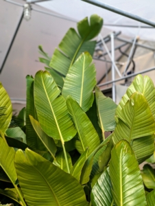 Another plant in my tropical greenhouse is Bird of Paradise, Strelitzia nicolai – a species of evergreen tropical herbaceous plant with gray-green leaves that grow up to 18-inches long out of a main crown in a clump. The leaves are paddle shaped, similar to banana plant leaves, and attached to a long, upright stalk.