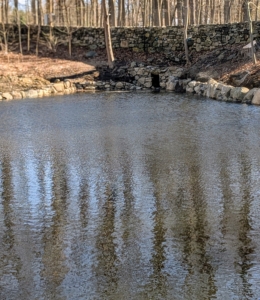 The pond is now clear of debris and silt. Reflections of the bare trees can be seen in the water.