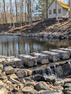 Last month, the heavy work in and around the pond was completed. This is the newly repaired spillway I designed - a crenellated wall to allow the water to pass through easily and naturally. Spillways are crucial for water control. They ensure surplus water flows through safely and efficiently, preventing any flooding.