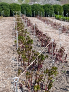 A line of twine is also run down the center. It takes several hours to do all the beds, but it’s the perfect time to stake them since they are not yet full height.