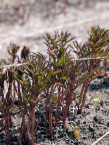 The growing stems are already well positioned in between the strands of twine.