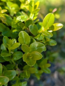 I love boxwood, Buxus, and have hundreds of these bold green shrubs growing all over my farm. Buxus is a genus of about 70 species in the family Buxaceae. Common names include box or boxwood. The boxes are native to western and southern Europe, southwest, southern and eastern Asia, Africa, Madagascar, northernmost South America, Central America, Mexico, and the Caribbean. Boxwood shrubs are slow-growing with dark green glossy leaves arranged opposite from each other, making pairs. Leaf shape depends on the variety; some are round while others are elliptical.