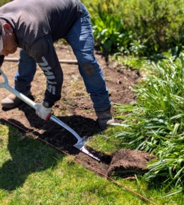 After the sod is cut, it is carefully lifted up, rolled, and removed. The sod is two inches thick, and with the soil can be quite heavy.