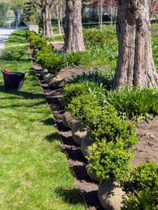 The boxwood is transported to the space and lined up along the edge of the cleared garden bed. Best looking specimens are placed strategically where they'd be seen the most.