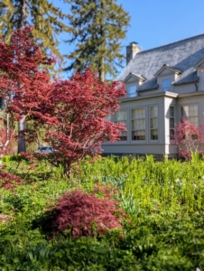 Across from the pergola and outside my Tenant Guest House, is what I call my Stewartia Garden, a large space planted with perennials, Japanese Maples, Cotinus, and of course, Stewartia trees.