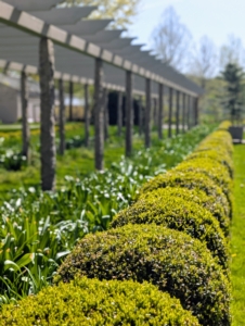 This is the pergola garden late last month - lots of fresh, healthy green foliage.