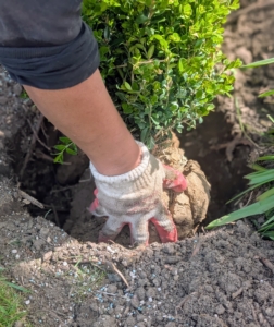 Phurba teases the roots to stimulate growth and then places the boxwood into the hole and checks its positioning. Boxwoods have a shallow root system that spreads out horizontally rather than growing deep into the ground. The roots of boxwoods are thin and fibrous, which allows them to absorb nutrients efficiently from the surrounding soil.