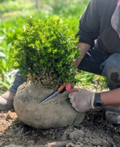 The burlap is completely removed from the root ball. I do this with all my trees and shrubs, so there is nothing blocking the roots from growing.