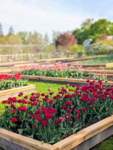 All tulips are planted as bulbs in the fall and bloom in the spring. I planted hundreds of tulips in the vegetable garden and they’re putting on such a gorgeous show. Many of these tulips are from The Flower Hat in Bozeman, Montana.