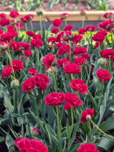Tulips hold many different meanings around the world. In Western societies, they represent love. In Persian and Turkish traditions, tulips signify spring and renewal. Dutch cultures associate tulips with wealth and prosperity.