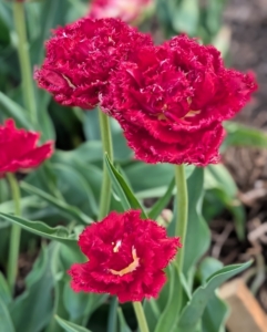 Although Holland is the largest producer of tulip bulbs and flowers, the flower actually originated in Central Asia and Turkey.