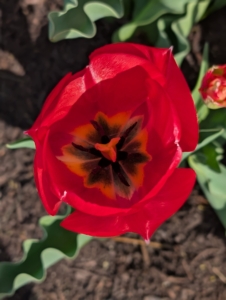 Tulipa is the Latin word for tulip and is believed to be derived from Tulipan, meaning “turban” in Turkish – inspired by the shape of the tulip flower.