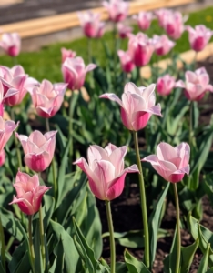 This variety is ‘Sanne’ - a dainty two-tone of rose on the outside of the petals and soft pink on the inside.