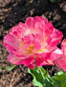 Most tulips have one flower per stem, but there are some multi-flowered varieties.
