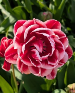 There are currently more than 3000 registered tulip varieties, which are divided into at least 15-groups, mostly based on the flower type, size, and blooming period.
