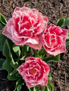 Tulips require full sun for the best display, which means at least six-hours of bright, direct sunlight per day.