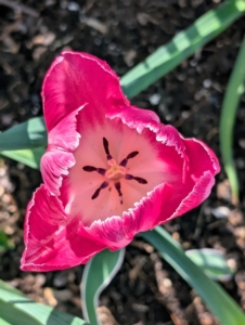And yes, Tulip Mania was real! It was a period during the Dutch Golden Age when prices for some tulip bulbs reached extraordinarily high levels. It started around 1634 and then dramatically collapsed in February 1637.