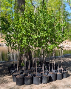 These birch trees are now about six to seven feet tall, but they started out as bare-roots about a foot in height. I prefer to nurture bare roots in pots before they are planted in more permanent locations. And one can see why my method works - these trees are so beautiful and lush.