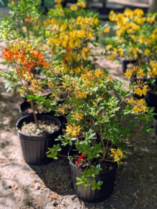 And here are lots and lots of azaleas in shades of creamy to crisp yellow and orange.