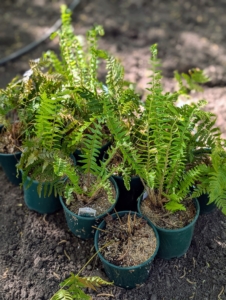 I purchased ferns for the pond's edge. Most ferns prefer dappled or shaded areas. Be sure they are also protected from strong winds.