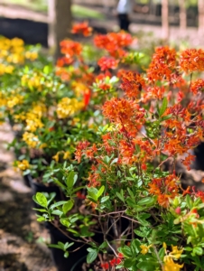 These stunning azaleas are from White's Nursery, LLC in Germantown, Maryland. White’s specializes in evergreen, deciduous, and native azaleas as well as rhododendrons.