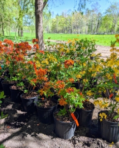 Owners Mike and Debra White grow all their plants and nurture them in their greenhouses.