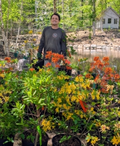 Here's Ryan placing all 70 of these colorful orange, yellow, and cream colored azaleas. Azaleas prefer morning sun and afternoon shade, or filtered light. Hot all-day sun can stress the plants and make them more susceptible to pests.