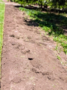 Here is a section of the area cleared of sod and ready for planting.