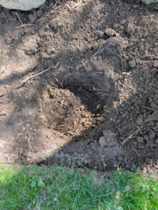 Phurba and Alex dig holes twice as wide as the root ball, but no deeper. Once in the hole, the top of the root ball should be a half-inch higher than the soil surface.