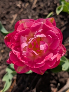 From above, one can see the large cupped, peony-shaped blooms and pointed petals of this flower.