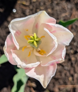 Here's light cream tulip accented with pink and light yellow green in the center.