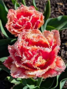 This tulip is a double fringed variety. It has rosy colored petals accented with light pink ruffles and serrated edges. The flowers can grow to five-inches across and up to 14-inches tall.